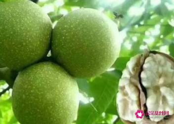 青皮核桃的功效与作用