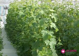 哪些蔬菜能无土栽培