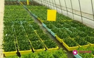 哪些蔬菜能无土栽培