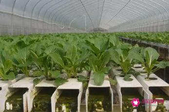 哪些蔬菜能无土栽培