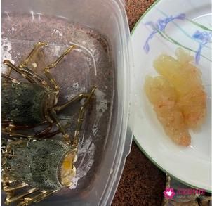 清蒸大龙虾的做法