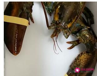 清蒸大龙虾的做法