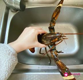 清蒸大龙虾的做法