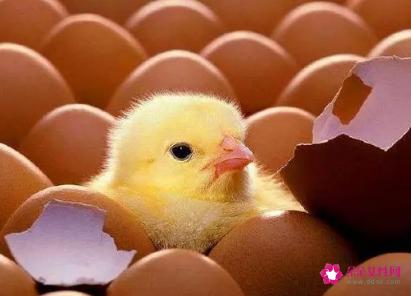 鸡蛋怎么孵化成小鸡