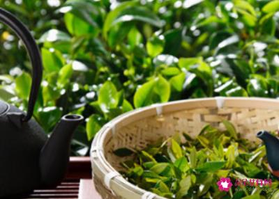 冬天喝什么茶比较好