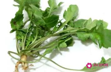 荠菜哪些人不能吃