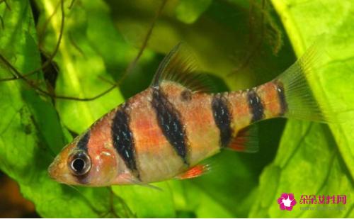 十大适合新手养的鱼