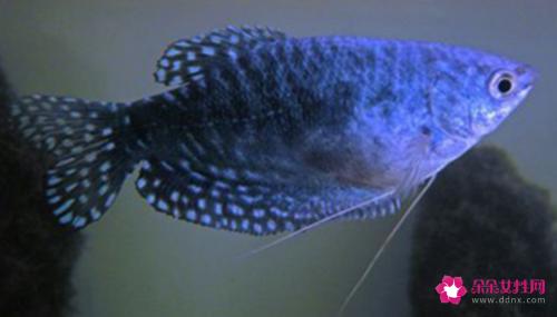 十大适合新手养的鱼