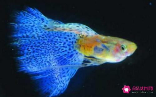 十大适合新手养的鱼