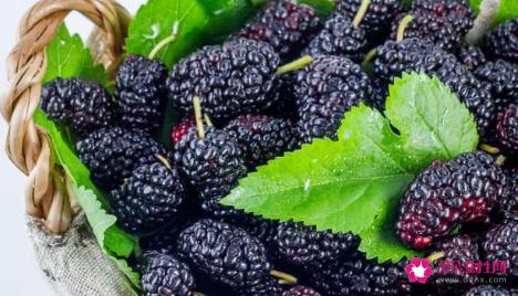 桑葚的五种吃法