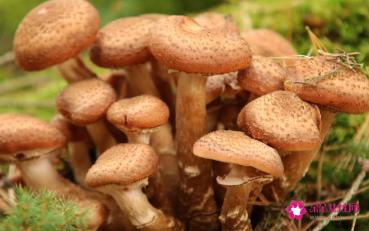 榛蘑的营养价值