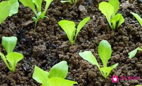 生菜的种植方法有哪些