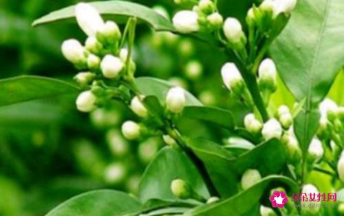 玳玳花有什么功效与作用