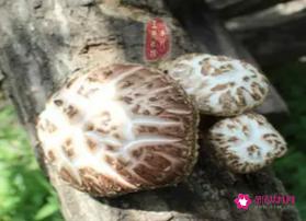 东北椴木花菇辨别方法