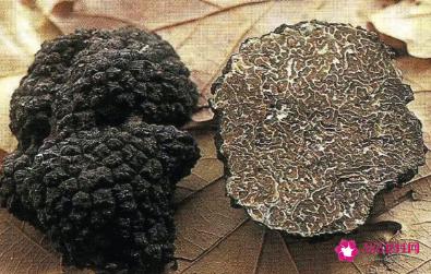 松露是什么东西