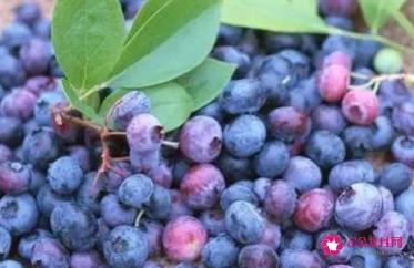 蓝莓李果的功效与作用