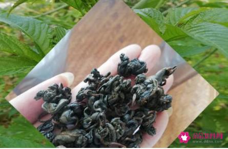 刺儿茶的功效与作用