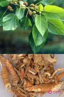 桑白皮的功效与作用与主治