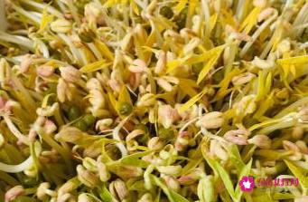 豆芽的发芽方法