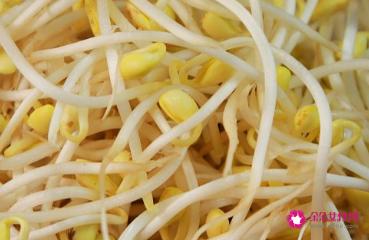 豆芽的发芽方法