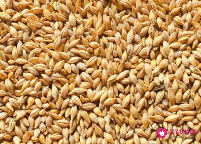 麦芽的功效与作用