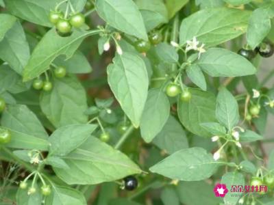 白花菜有哪些功效与作用