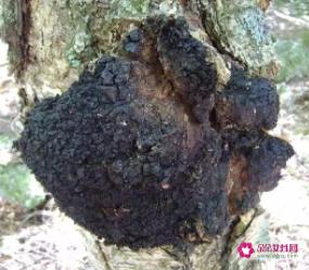 桦褐孔菌的药用功效与作用
