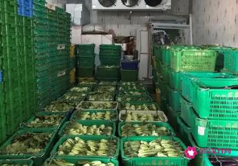 适合冷库存放的蔬菜