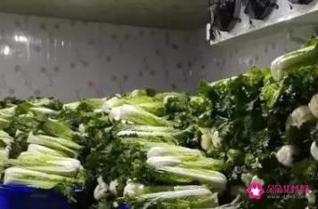 适合冷库存放的蔬菜
