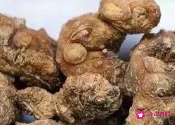 黄精的作用和功效及禁忌