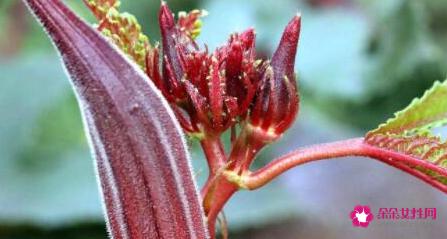 秋葵的价格为什么贵