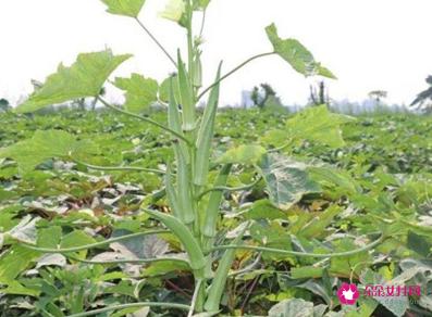 秋葵的价格为什么贵