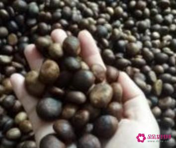 枇杷树怎么种