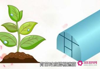 枇杷树怎么种