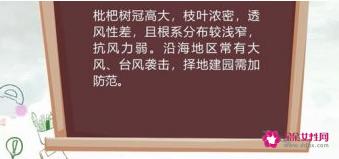 枇杷树怎么种