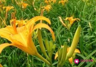 黄花菜的功效与作用有哪些