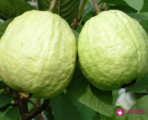 芭乐是什么水果