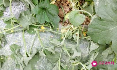 香瓜的病害及防治方法