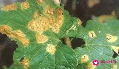 香瓜的病害及防治方法