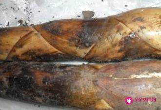 新鲜竹笋的处理方法和做法怎么做最好吃