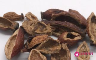 金樱子的功效与作用和用量