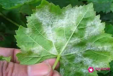 葡萄有哪些病虫害及防治