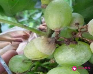 葡萄有哪些病虫害及防治