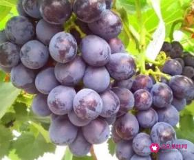 葡萄有哪些病虫害及防治