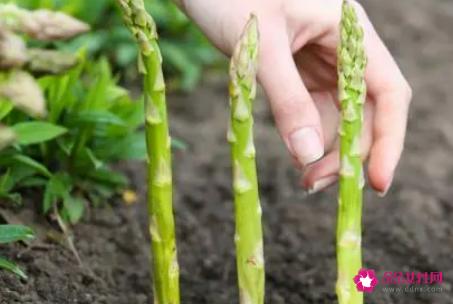 芦笋种子什么时候种