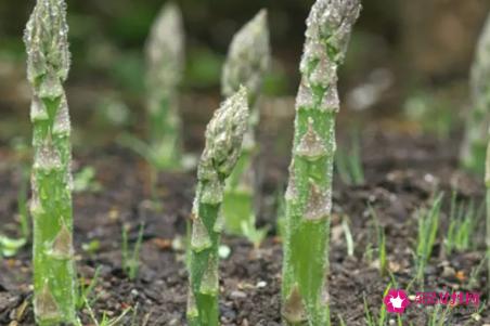 芦笋种子什么时候种