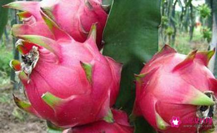 火龙果品种有几种