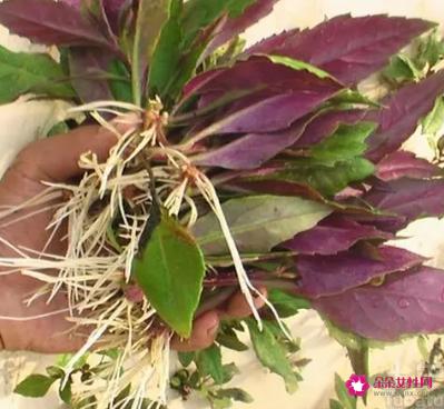 紫葵的功效和作用