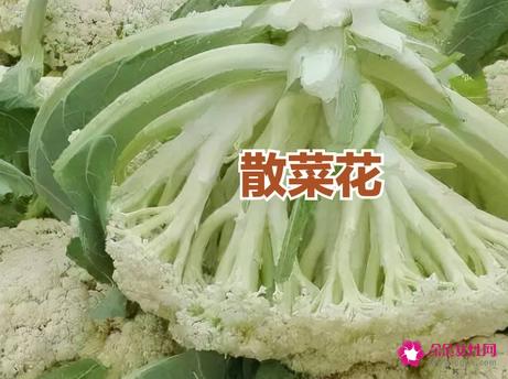 花菜类主要有哪几种