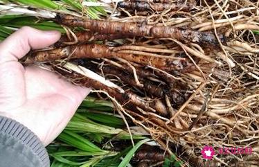 独脚仙茅的作用与功效